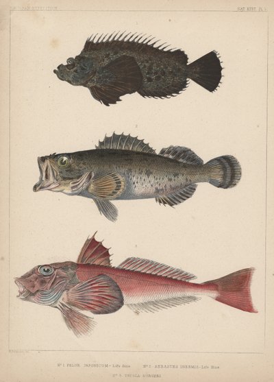 1. Pelor Japonicum, 2. Sebastes Inermis y 3. Trigla Burgeri de H. Patterson